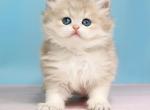 Pryanik - British Shorthair Kitten For Sale - NY&comma; US