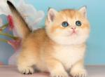 Quentin - British Shorthair Kitten For Sale - NY&comma; US