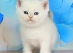 Quest - British Shorthair Kitten For Sale - NY&comma; US