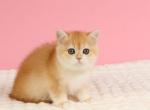 Jennie - British Shorthair Kitten For Sale - NY&comma; US