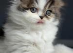 Royal Romeo - Scottish Fold Kitten For Sale - Staten Island&comma; NY&comma; US