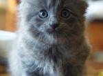 Nebelung Kittens - Nebelung Kitten For Sale - Rockford&comma; IL&comma; US