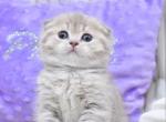 Hanna - Scottish Fold Kitten For Sale - NY&comma; US