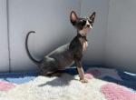 Handsome boy - Sphynx Kitten For Sale - 