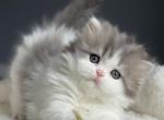 Rosie Bloom - Scottish Fold Kitten For Sale - Staten Island&comma; NY&comma; US