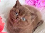 Emma - British Shorthair Kitten For Sale - NY&comma; US