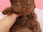 Fred - British Shorthair Kitten For Sale - NY&comma; US