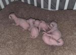 Olives Kitten's - Sphynx Kitten For Sale - Ocala&comma; FL&comma; US