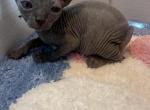 Spring litter update - Sphynx Kitten For Sale - Martinez&comma; GA&comma; US