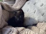 Dubai - Domestic Kitten For Sale - 