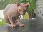 Niko - Sphynx Cat For Sale - Ocala&comma; FL&comma; US