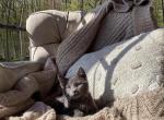 Romeo - Domestic Kitten For Sale - Coatesville&comma; PA&comma; US