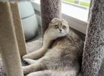 Stesha - Scottish Fold Cat For Sale - 