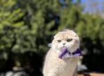 Stesha - Scottish Fold Cat For Sale - 