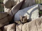 Honey - Domestic Kitten For Sale - Coatesville&comma; PA&comma; US