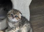 Kittens - Scottish Fold Kitten For Sale - Naperville&comma; IL&comma; US