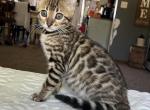 F3 Glitter Bengal teal color - Bengal Kitten For Sale - Litchfield&comma; IL&comma; US