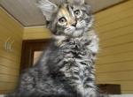 Polydactyl Female Maine Coon - Maine Coon Kitten For Sale - Bal Harbour&comma; FL&comma; US