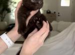 Chocolate - British Shorthair Kitten For Sale - Clifton&comma; NJ&comma; US