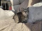 Winnie - Domestic Kitten For Sale - Coatesville&comma; PA&comma; US