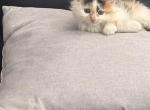 Callie - Maine Coon Kitten For Sale - Monroe&comma; OH&comma; US
