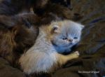 Hoax - Exotic Kitten For Sale - Utica&comma; OH&comma; US