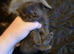 Trix - Exotic Kitten For Sale - Utica&comma; OH&comma; US