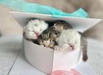 Litter of four - Scottish Fold Kitten For Sale - 