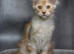 Maine Coon - Maine Coon Kitten For Sale - 