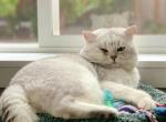 Boy - Scottish Straight Cat For Sale - 