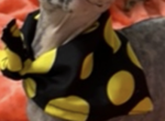 Paris - Sphynx Cat For Sale - Astoria&comma; NY&comma; US