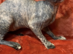 India - Sphynx Kitten For Sale - Astoria&comma; NY&comma; US