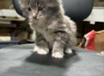 Beautiful kitten ready for a home - American Longhair Kitten For Sale - Dearborn Heights&comma; MI&comma; US