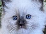 TICA Seal Mitted Male - Ragdoll Kitten For Sale - 