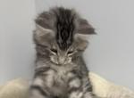 Theo - Maine Coon Kitten For Sale - 