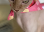 Pamela - Sphynx Kitten For Sale - Astoria&comma; NY&comma; US