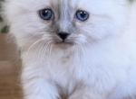 TICA Blue Mitted Girl - Ragdoll Kitten For Sale - 