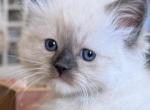 TICA Blue Mitted Male - Ragdoll Kitten For Sale - 