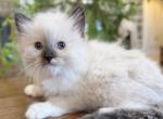 TICA Seal Mitted Boy - Ragdoll Kitten For Sale - 
