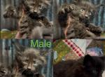 Black smoke - Maine Coon Kitten For Sale - West Terre Haute&comma; IN&comma; US