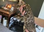 F3 Glitter Bengal Purple color - Bengal Kitten For Sale - Litchfield&comma; IL&comma; US