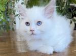 TICA Lilac Bicolor Female - Ragdoll Kitten For Sale - Lock Haven&comma; PA&comma; US