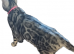 READY Silver Female Bengal Kittens - Bengal Kitten For Sale - 