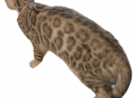 READY Silver Female Bengal Kitten - Bengal Kitten For Sale - 