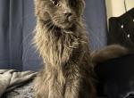Daiki - Maine Coon Kitten For Sale - 