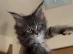 Cooniiverse Maine coon 3 - Maine Coon Kitten For Sale - 