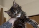 Cooniiverse Maine coons 4 - Maine Coon Kitten For Sale - Auburn&comma; IN&comma; US