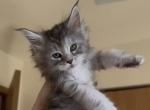 Cooniiverse Maine coons - Maine Coon Kitten For Sale - Auburn&comma; IN&comma; US