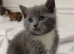 Beautiful kitty  ready for a home - American Longhair Kitten For Sale - Dearborn Heights&comma; MI&comma; US