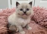 Pistachio - Ragdoll Kitten For Sale - Newark&comma; DE&comma; US
